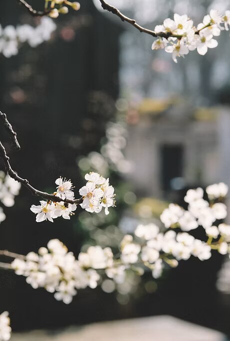 White blossoms in soft morning light